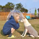 도그 팰리스 이미지