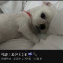 개꼬신내 이미지