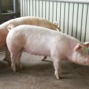 조규호농장 이미지