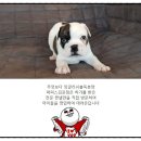 피스켄넬 이미지