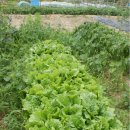 수기농장 이미지