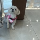 엘리 애견미용실 | 다산역 미용실 모엘리아 : 긴머리 구름펌 후기