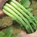 열무농장 이미지