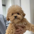 댕그랑댕 이미지