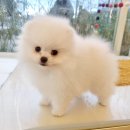 비 마이 퍼피 이미지