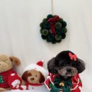 플로라펫 살롱 이미지