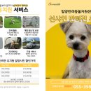 선샤인 반려견 유치원 이미지