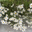 Reminiscence 이미지