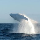 하얀고래 이미지