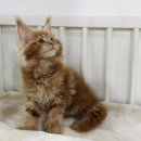 메인쿤 하우스 이미지