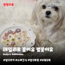 꽃강아지 | 강아지쿠키 데일리로 Dailyro 꽃이유 벚꽃이유 | 산양유 밥꾸토핑 수제간식 후기