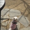 퍼피포레스트 | [파주/애견카페] 아홉살 한만수의 퍼피포레스트 슈베르몽 후기