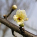 섬진강매화로 이미지