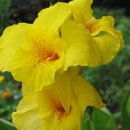 꽃 노래방 이미지