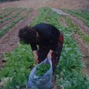 대자연한우 이미지