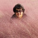 Pink Muhly와 꽃 이미지
