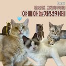 야옹아 놀자 캣카페 이미지