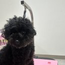 멍키매직 이미지