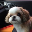 개이쁨샵 이미지