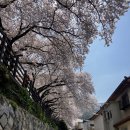 신율 1 신기경로당 | 26.4.3 부산 개금 벚꽃길 개화 상황. 주변 벚꽃길을 같이 보는 방법. 부산 벚꽃 명소. 카페 이띠.