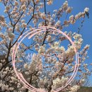 가락공원1(관리동) 화장실 | [울산] 남구 피크닉, 벚꽃 명소 <선암호수공원> 한바퀴, 요모정모 정보 2026.03.21