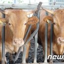 튼튼수정소 뉴스1