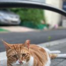 행운동-43 이미지