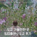 팀랩 | 팀랩플래닛 도쿄 후기 예약 방법 가격 위치 정보 | 도쿄 실내 가볼 만한 곳 추천