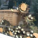 선미식당 이미지