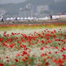 함양 플로리아 축제.. 이미지