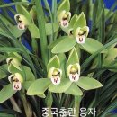 중국춘란 용자(龍子) 이미지