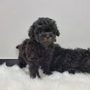 장군이켄넬 이미지