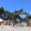 몽산포 송림 이미지