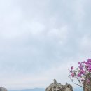강진 덕룡산 주작산 암능의 진달래꽃 산행 이미지