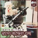 비치탕 | (부산 광안리 애견동반 카페) 친절한 커피맛집 &#39;테네브레 에스프레소 바&#39;에 비숑, 푸들과 함께 세번째 방문