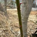 서천농장 | 서천 오일장 가려다 군산 빈해원에서 탕수육 먹고 온 후기