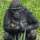 고릴라 이미지