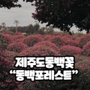 남원읍 신례리 834-2 | 제주도 서귀포 가볼만한곳 | 동백꽃이 가득해 가족나들이로 이용! 동백포레스트 2월후기