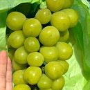 천우농장 이미지