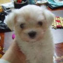 강아지대학로 이미지