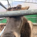 안심사슴농장 이미지