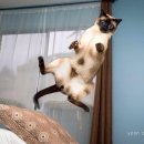 날으는고양이 이미지