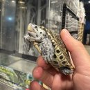 GS25원주뉴일산점 | 뉴블러드라인 콘센트릭… 거북이계 금수저 부천점 입고!