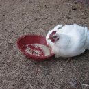 여장부(2농장) 이미지