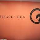 미라클 독 이미지