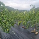 두루봉농원2 이미지