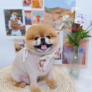 아루멍 그루밍 이미지