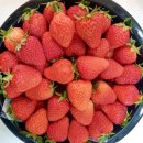 ❤(4/24)순이네 과일❤️🫘🧈앙버터 호두과자🫘🧈🍋참외 하루 특가!!🍋 꿀맛 우곡수박🍉🍉 순이컵,애플청포도,딸기,오렌지 이미지