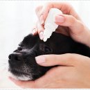 강아지분양 더펫 이미지