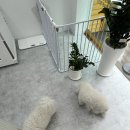 큐티애견 | 부천 애견미용 큐티몽 큐티큐티 큐티몽 이름처럼 큐티해 🐶